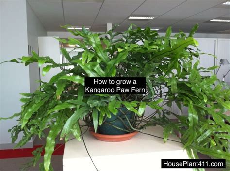 Tips On How To Grow And Care For A Kangaroo Paw Fern At Houseplant411