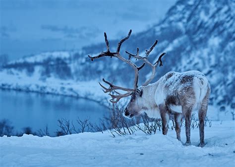 Animal Reindeer Hd Wallpaper