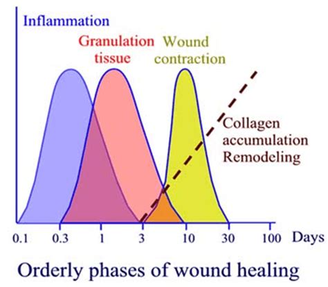 Wound Healing Stages Epomedicine
