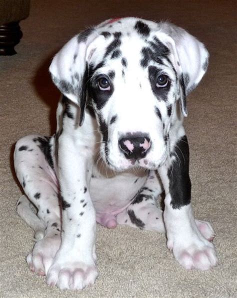 Funny Cutest Great Dane Puppies L2sanpiero