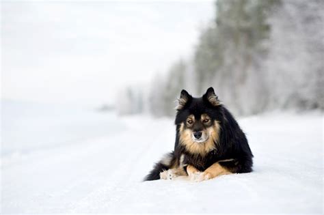 Finnish Lapphund Dog Breed Information Pictures Characteristics