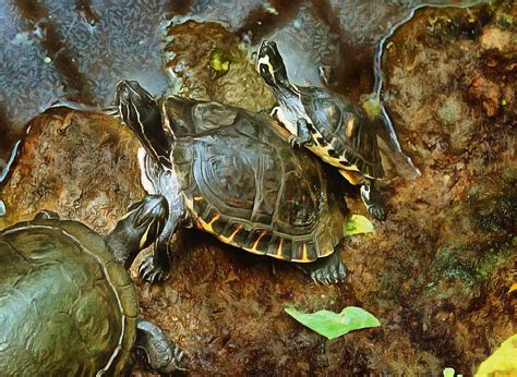 Tortoise And Turtle Stock Free Images