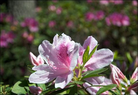 Spring in savannah | photo.net. Savannah Flowers | Flickr - Photo Sharing!