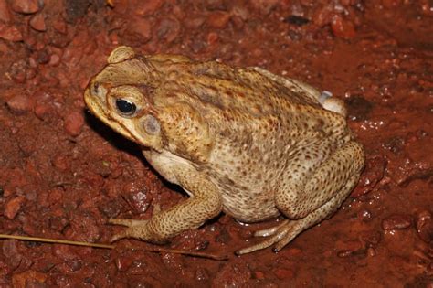 10 Bumpy Facts About Cane Toads Mental Floss
