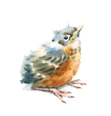 Baby Bird American Robin Watercolor Hand Painted Illustration Isolated