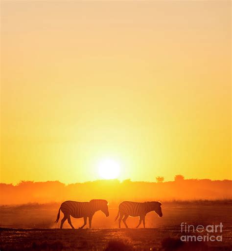 zebra sunset botswana photograph by thp creative fine art america