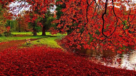 Tổng Hợp 300 Background Red Leaves Tạo Không Gian ấm Cúng Và Gần Gũi