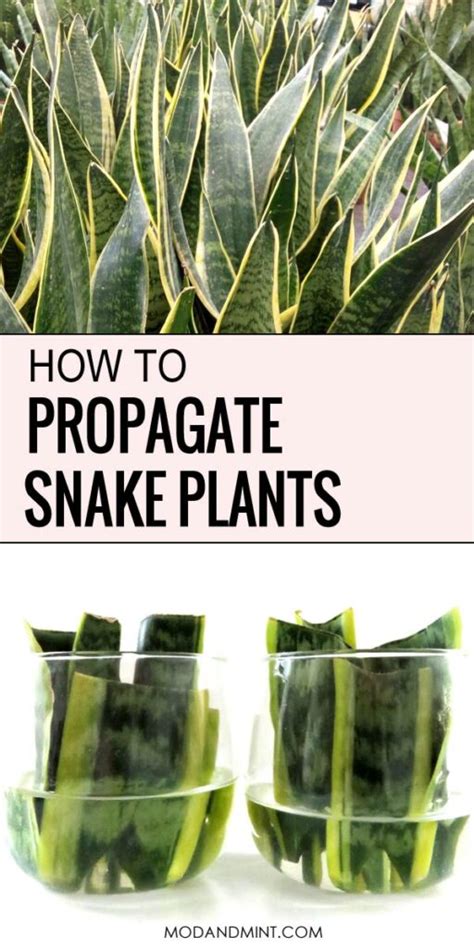 Can you propagate vinca vine? Learn How to Easily Propagate Snake Plants in Water from ...