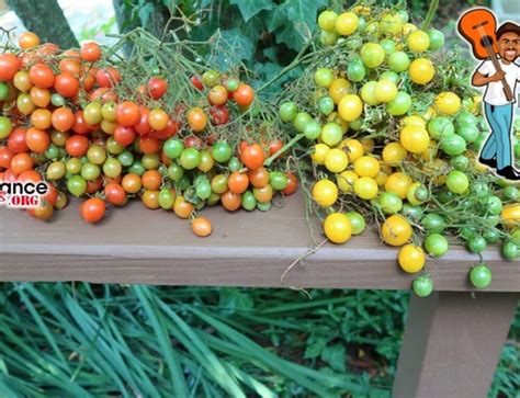5 Dwarf Tomato Varieties That Produce Like Crazy
