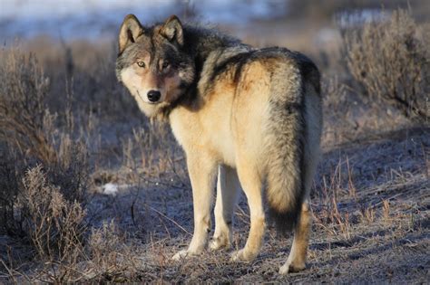 Breaking News The Us Just Delisted Gray Wolves So Trophy Hunters Can