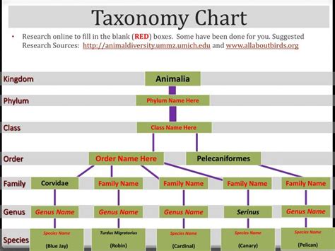 Full Taxonomy Chart