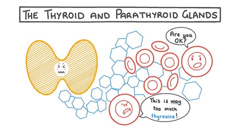 Lesson Video The Thyroid And Parathyroid Glands Nagwa