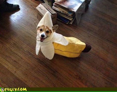 Banana Dog Costume Random Images Fugly