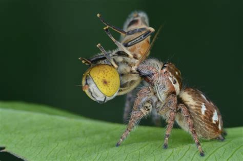 face your fears extreme creepy crawly close ups in pictures focusing on wildlife