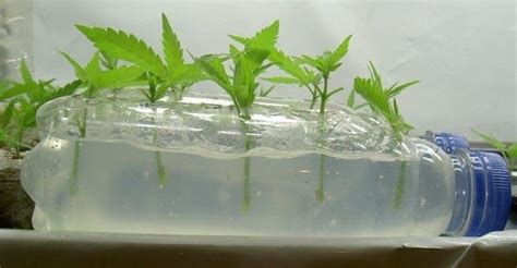 How To Grow Hydroponics For Beginners