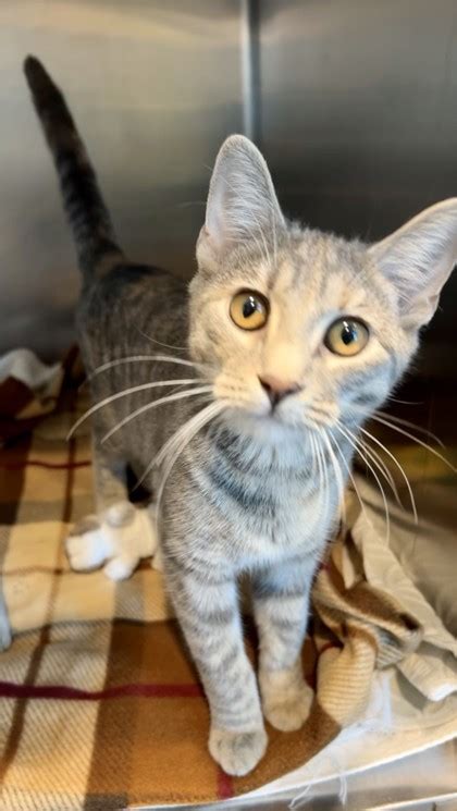 Cat For Adoption Lilibeth A Domestic Short Hair In Matteson Il