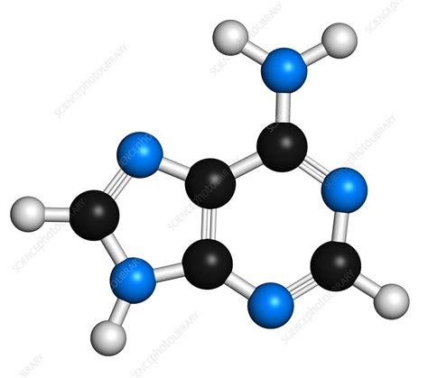 Adenine Purine Nucleobase Molecule Stock Image F Science