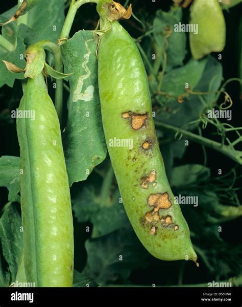 Spotting Caused By Leaf Spot Ascochyta Pisi On Pea Pods And Leaves