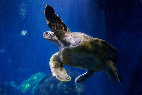 Five Tips For Taking Better Photos At The Aquarium · Tennessee Aquarium