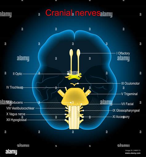 Anatomy Brain Cranial Nerves Stock Vector Images Alamy