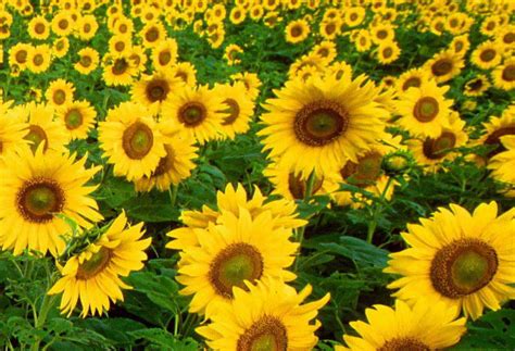 Sunflower Wallpapers Wallpaper Cave