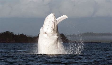 Rare Albino Humpback Whale Spotted In Australia Real Talk Time