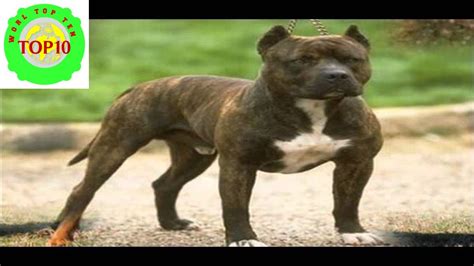 World Top 10 Most Dangerous Dog Breeds Youtube