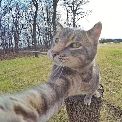 Cat Taking A Selfie
