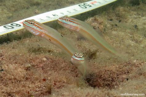 Valenciennea Alleni Allens Glidergoby Reef Life Survey