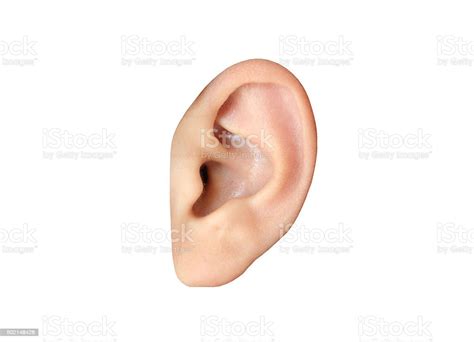 Human Ear Closeup Stock Photo Download Image Now Ear Human Ear