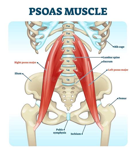 The pain usually affects only an mri can show the alignment of vertebral disks, ligaments, and muscles. Psoas Muscle Medical Vector Illustration Diagram Stock ...