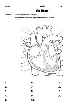 Upper chamber of the heart. Overview Of The Circulatory System Worksheet Answer Key ...