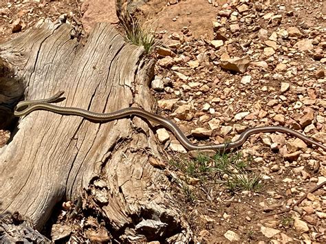 Snakes Alive Its The Grand Canyon
