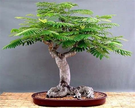 A relatively new dwarf cultivar, 'bonsai blue'. Pin on inspiration and shtuff