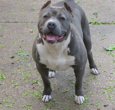 Devil's den kennels is one of the breeders that started the american bully using the earlier dogs of the razors edge bloodline. Razor Edge Bully | Pitbulls, Bully breeds, Bull