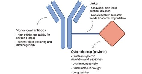 Antibody Drug Conjugates A Comprehensive Guide Cusabio