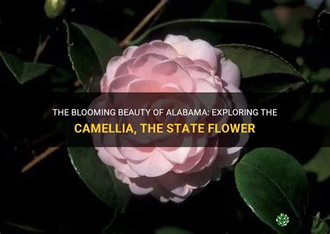The Blooming Beauty Of Alabama Exploring The Camellia The State