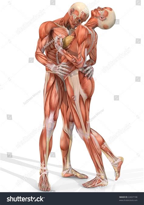 Female Male Anatomic Body Couple Stock Illustration