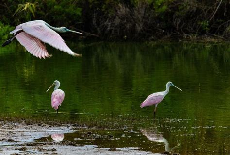 Where Can You See Roseate Spoonbills In Florida Travelmagma