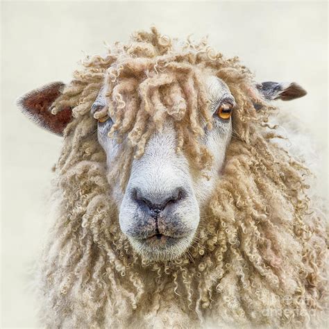 Jump to navigation jump to search. Leicester Longwool Sheep Photograph by Linsey Williams