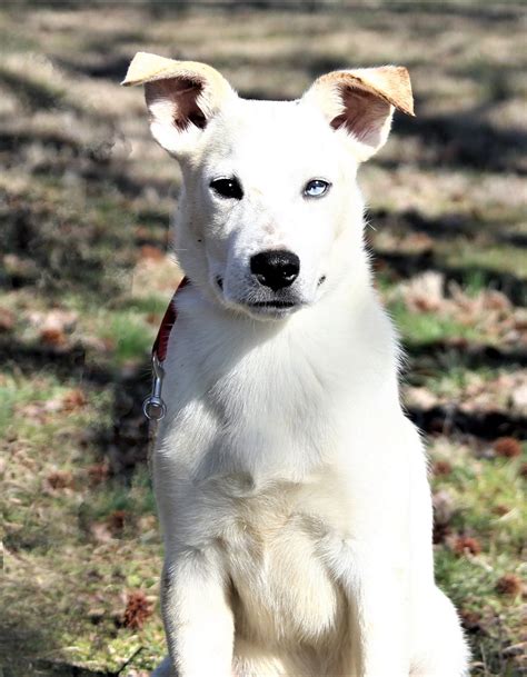 Dog for Adoption - PUPPY SKEETER, a Labrador Retriever in Elizabeth, NJ
