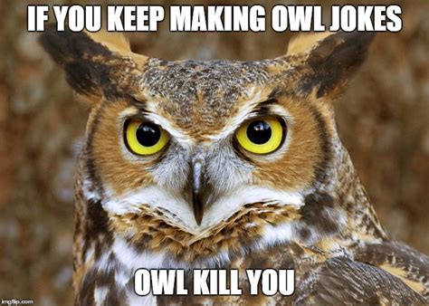 Owl Joke Meme Imgflip
