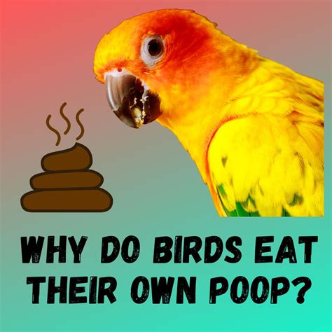 Why Do Birds Eat Their Own Poop How To Stop It