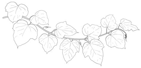 Drawing Of Ivy Leaves 8452578 Vector Art At Vecteezy