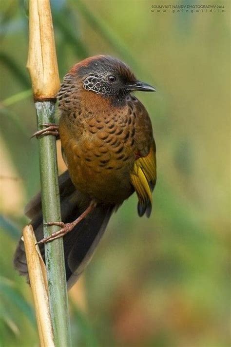 Chestnut Crowned Laughingthrush Scientific Name Garrulax