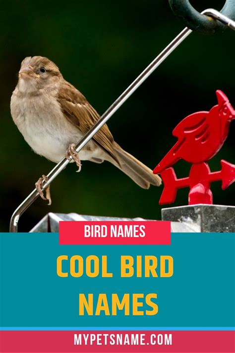 Cool Bird Names Cool Pet Names Parakeet Names Bird