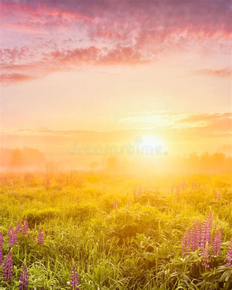 Sunrise On A Field With Purple Wild Lupines In Summer Stock Image