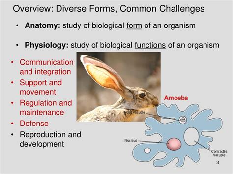 We did not find results for: PPT - What things to animals do to maintain homeostasis ...