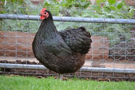 Australorps For Sale Chickens Breed Information Omlet