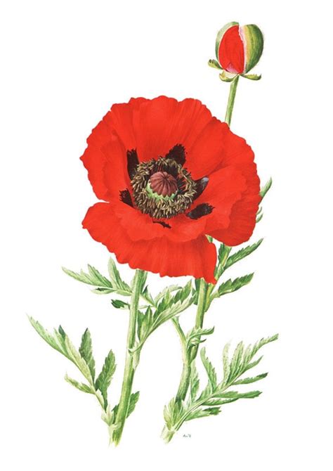 We did not find results for: Printable Botanical art Red poppy printable Poppy wall art